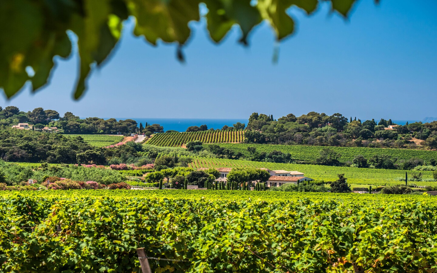 L'authenticité D'un Terroir