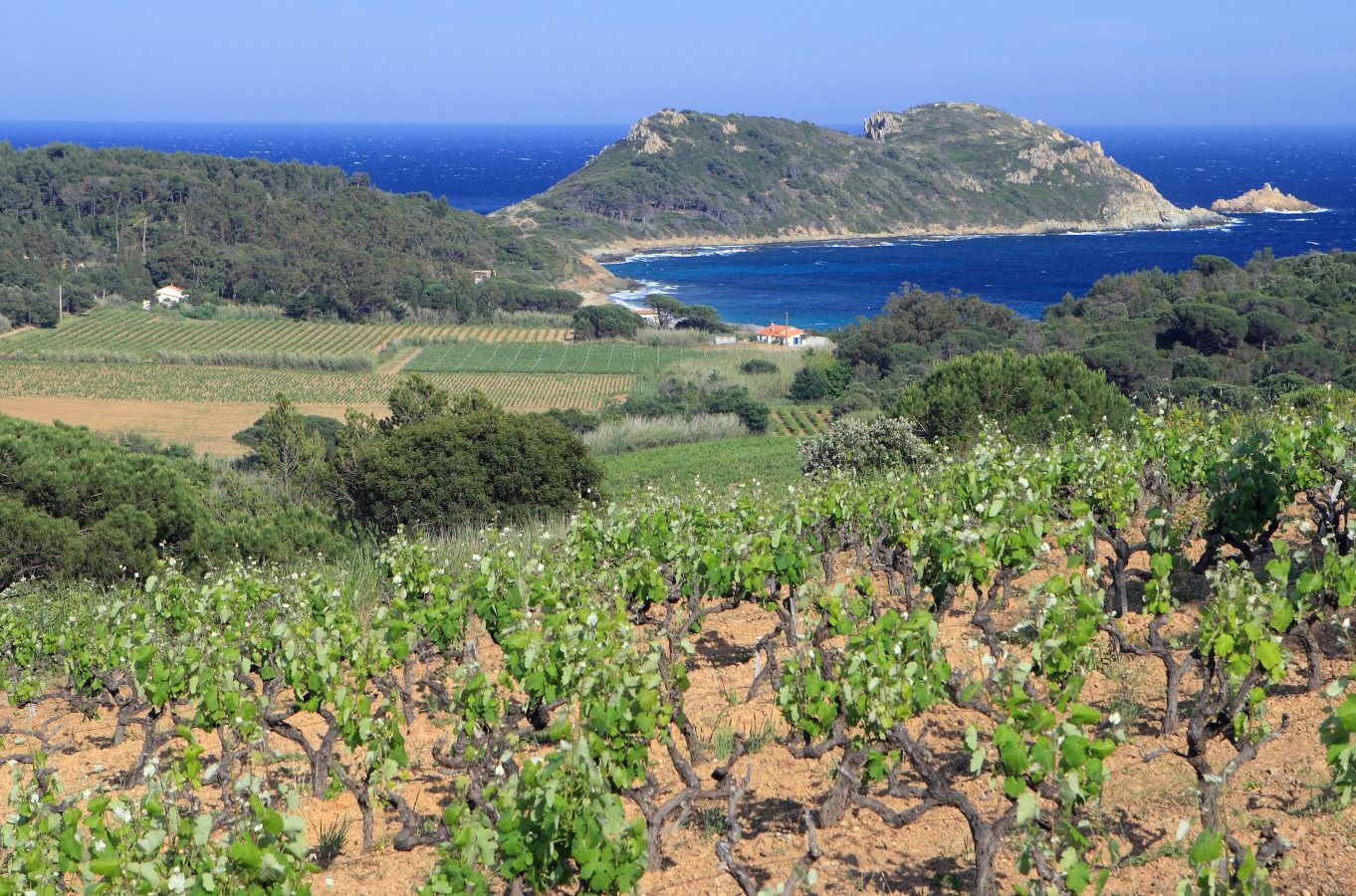 Vignoble du Domaine de La Croix en bord de mer côtes d'azur