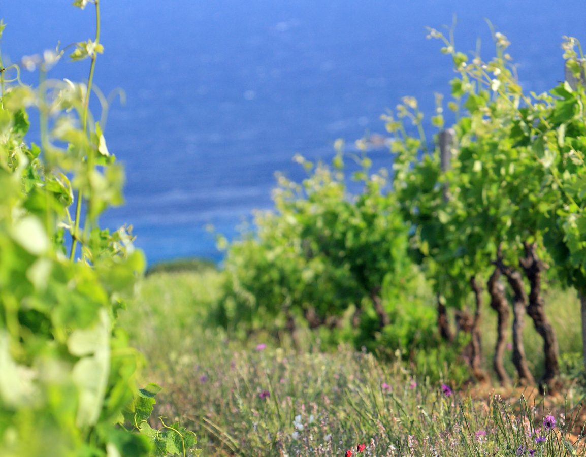 Vignoble du Domaine de La Croix en bord de mer 6